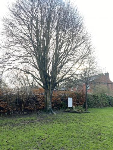 Did you know that Work to Trees in the Conservation Area requires Planning Permission six weeks in advance from Chorley Council before you commence any work? 