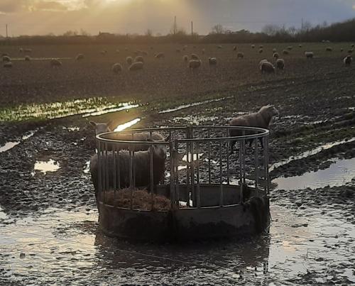 "These girls may not be able to get flood alerts, but ewe can!"  Sign up at Gov. UK